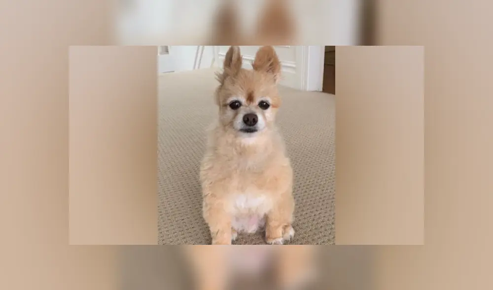 Desliza a la izquierda para ver más imágenes del radical cambio de look que sufrió el cachorro. (Foto: Facebook) Desliza a la izquierda para ver más imágenes del radical cambio de look que sufrió el cachorro. (Foto: Facebook)