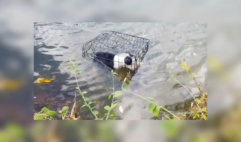 Hombre rescata a perro enjaulado que flotaba en lago helado y así luce ahora [VIDEO]