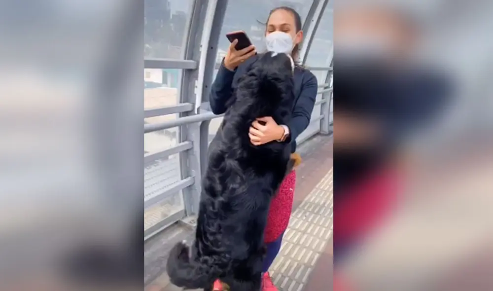 Desliza para ver más imágenes de este emotivo reencuentro entre un perro y su dueña. Foto: captura de TikTok