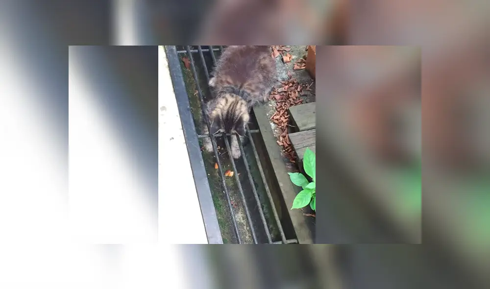 Facebook viral: le obsequia dos 'nuggets de pollo' a gato callejero, lo sigue y observa esto [FOTOS]