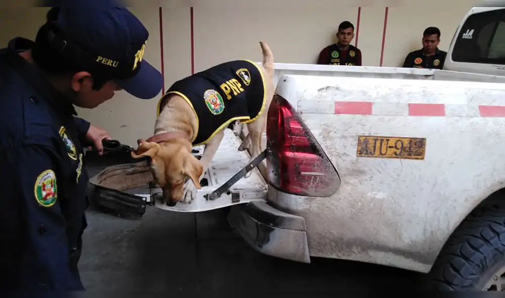 Policía encontró la marihuana con ayuda de perros. Policía encontró la marihuana con ayuda de perros.
