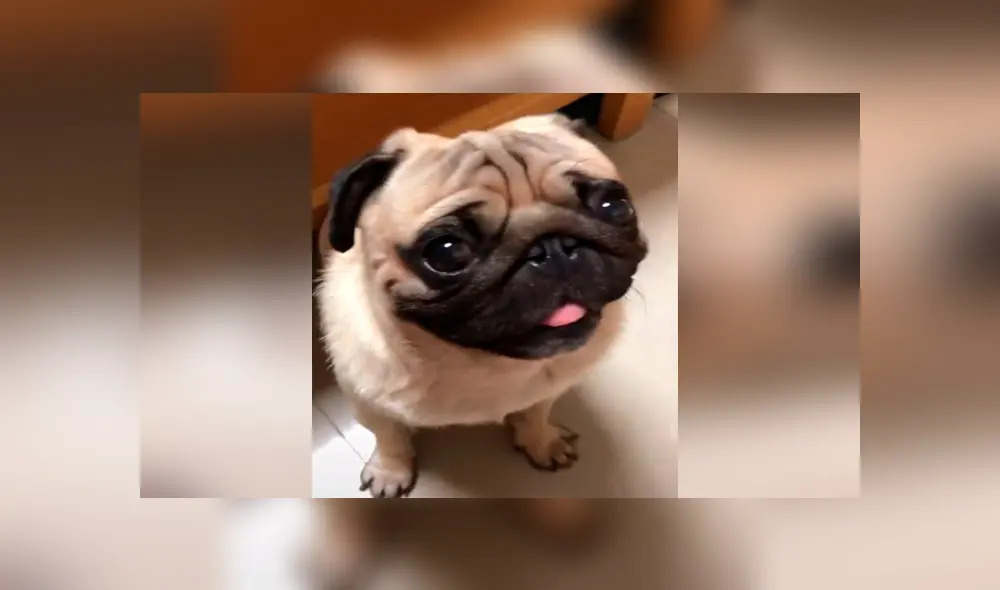 Desliza para ver los momentos más tiernos del video que se hizo viral en Facebook. Desliza para ver los momentos más tiernos del video que se hizo viral en Facebook.