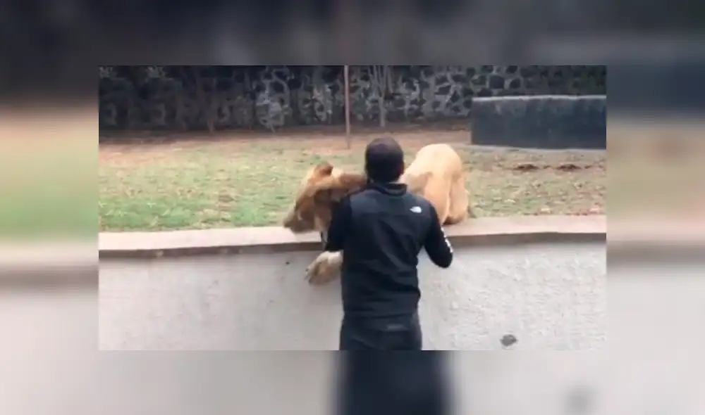 Cuidador ingresa a santuario de león, sin imaginar lo que pasaría dentro. Foto: Captura. Cuidador ingresa a santuario de león, sin imaginar lo que pasaría dentro. Foto: Captura.