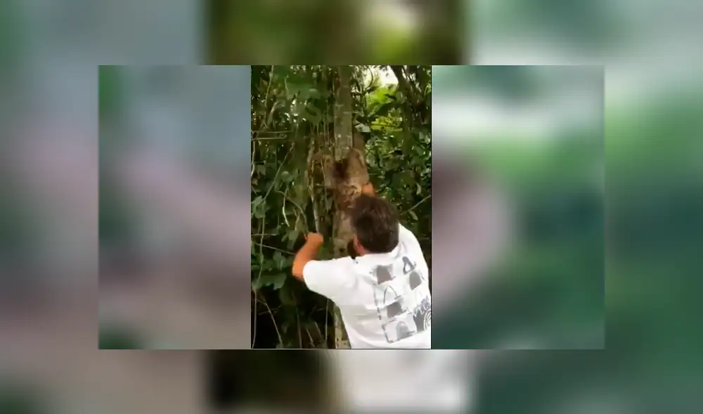 Youtube viral: Turista ayuda a oso perezoso y este le agradece con tierna reacción [VIDEO]