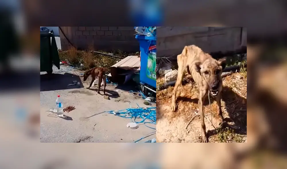 Desliza para ver el nuevo aspecto de este perro callejero que conquistó a YouTube. Foto: Captura. Desliza para ver el nuevo aspecto de este perro callejero que conquistó a YouTube. Foto: Captura.