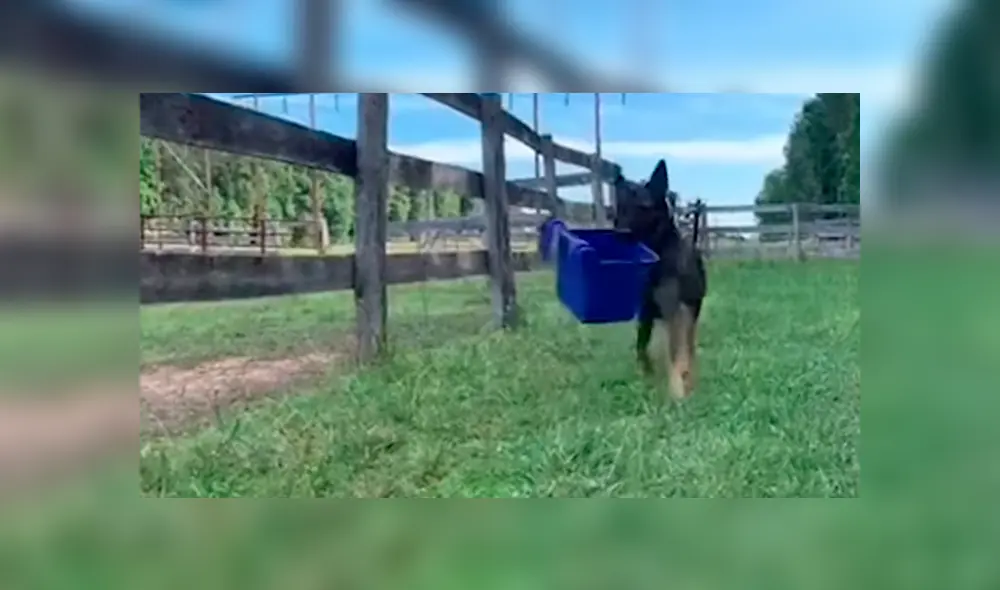 La dueña del can indicó que no es la primera vez que su mascota tiene esa peculiar conducta.  Video es viral en YouTube.