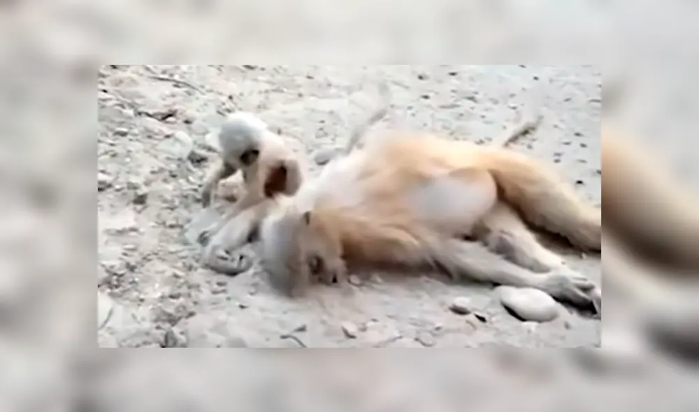 En YouTube se volvió viral el desgarrador momento en que un mono bebé trata de reanimar a su madre fallecida. En YouTube se volvió viral el desgarrador momento en que un mono bebé trata de reanimar a su madre fallecida.