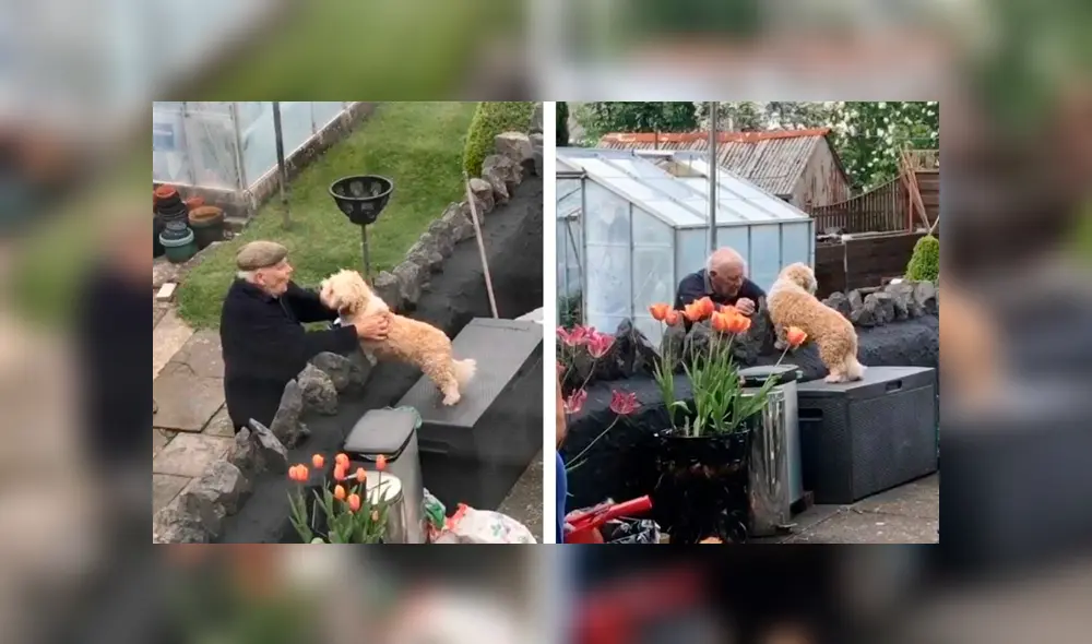 Desliza las imágenes para apreciar el amoroso momento entre un perro y su vecino durante la cuarentena.