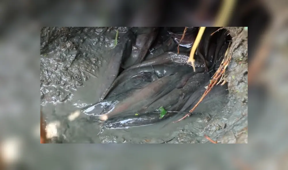 Un joven compartió en YouTube el hallazgo que hizo dentro de un extraño hoyo de barro, donde descubrió misteriosos peces con un aspecto aterrador Un joven compartió en YouTube el hallazgo que hizo dentro de un extraño hoyo de barro, donde descubrió misteriosos peces con un aspecto aterrador