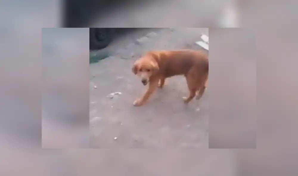 Facebook viral: risas por perro que escapó de su pareja al oír a la 'Chica Badabun' [VIDEO]