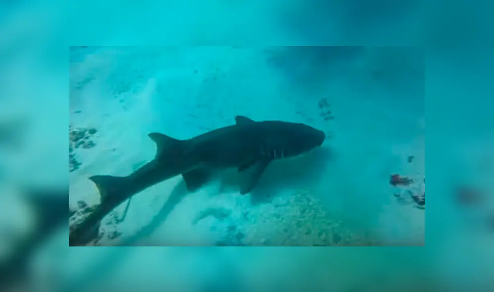 Desliza las imágenes hacia la izquierda para observar el salvaje ataque de un tiburón al toparse con un pulpo.