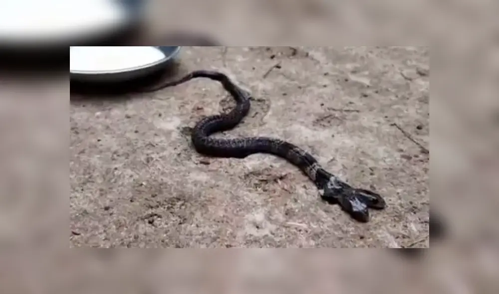 Curiosa cobra de dos cabezas es considerada ‘como una Diosa’ por los pobladores [VIDEO] 