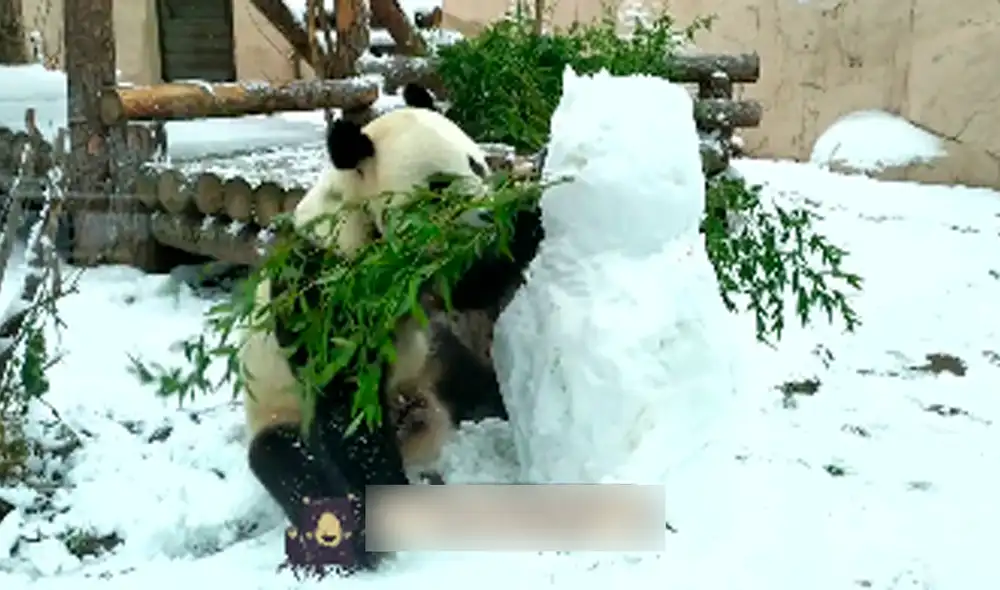 Desliza las imágenes para ver la divertida pelea del oso con el muñeco de nieve. Foto: captura de Facebook Desliza las imágenes para ver la divertida pelea del oso con el muñeco de nieve. Foto: captura de Facebook