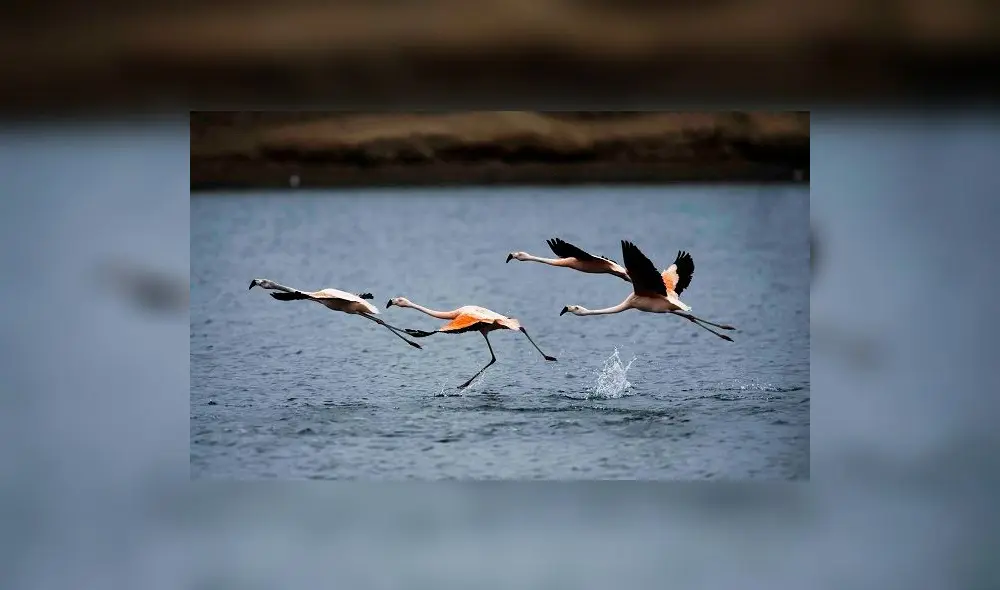 Bahía de Paracas, un espacio natural lleno de especies únicas [FOTOS]