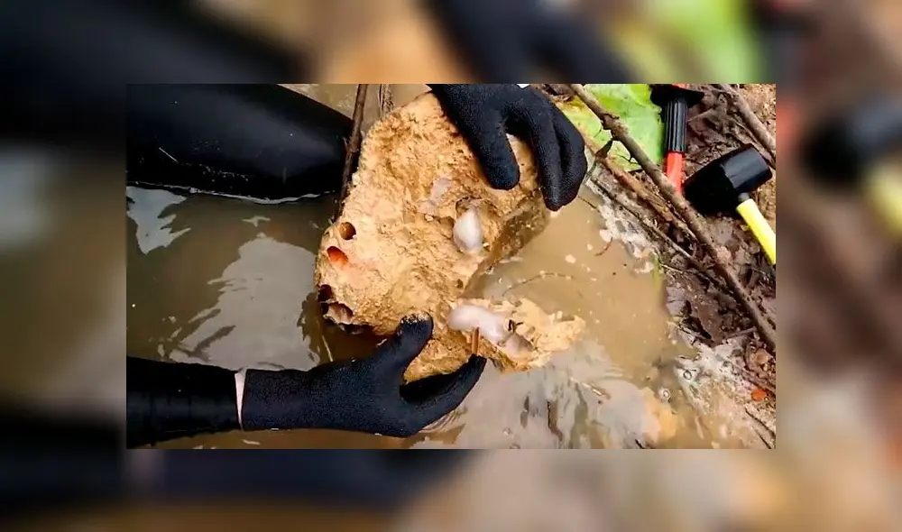 Extraña criatura que come y defeca rocas fue hallada en Filipinas. Foto: YouTube. Extraña criatura que come y defeca rocas fue hallada en Filipinas. Foto: YouTube.