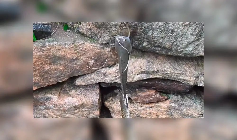 La serpiente que sujetaba al bagre por la cola se cansó primero. Foto: Viral Press/YouTube