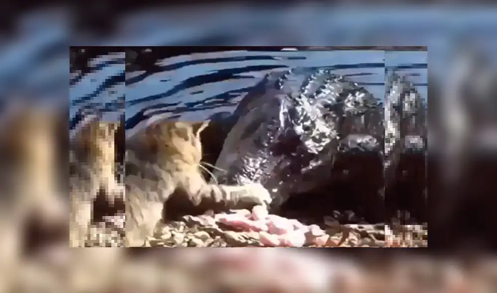 YouTube viral: gato reta a la muerte y se enfrenta sin temor alguno a gigantesco cocodrilo [VIDEO]