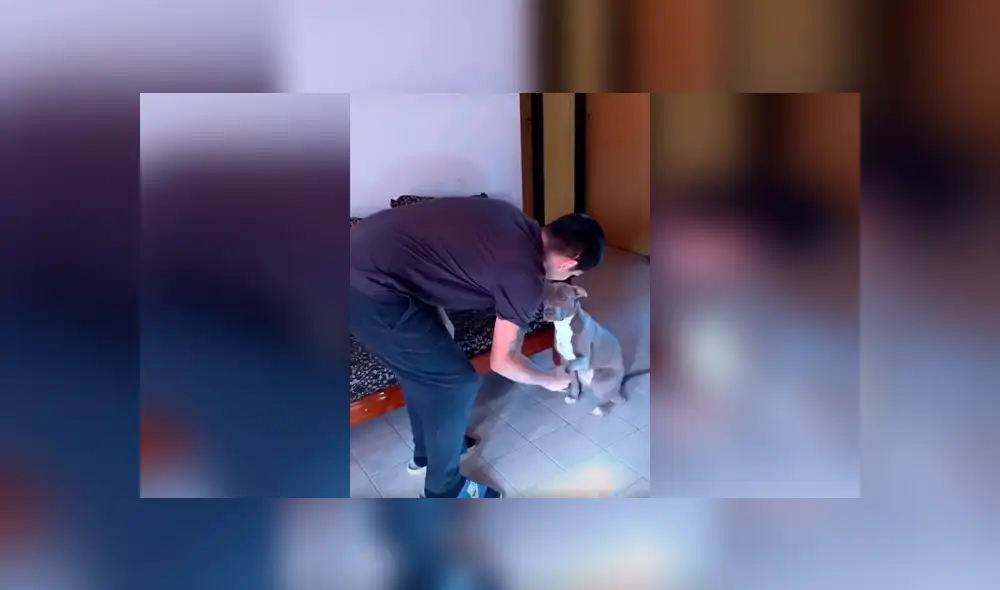 Desliza las imágenes hacia la izquierda para conocer la actitud de un perro tras obedecer a su dueño en señas. Desliza las imágenes hacia la izquierda para conocer la actitud de un perro tras obedecer a su dueño en señas.