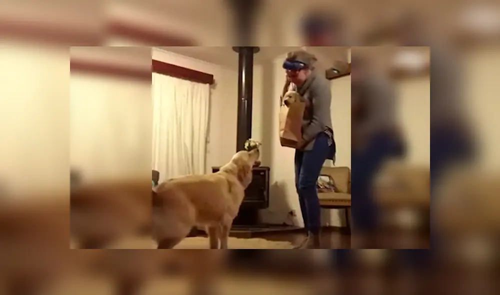 Desliza las imágenes para observar el inesperado comportamiento del perro tras conocer a su nuevo compañero.