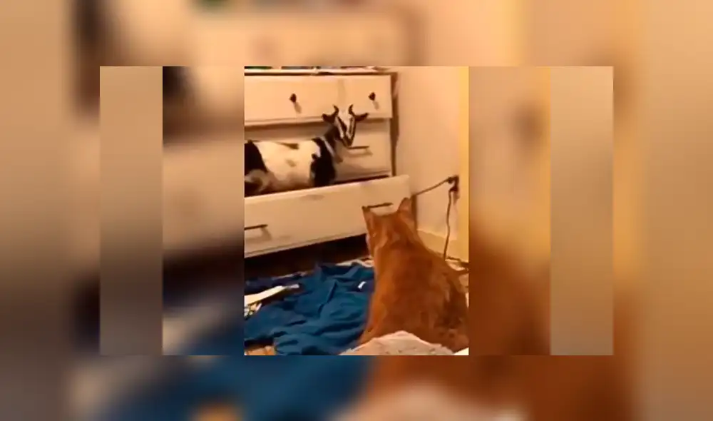 Facebook viral: Gato escucha raros sonido provenientes del clóset y cuando se acerca descubre algo curioso [VIDEO]  