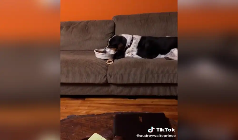 TikTok - animales - perro TikTok - animales - perro