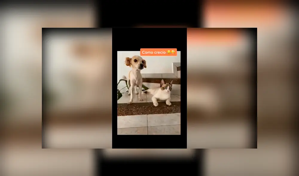 Desliza las imágenes hacia la izquierda para saber sobre la verdadera raza de un perro que fue acogido por una joven.