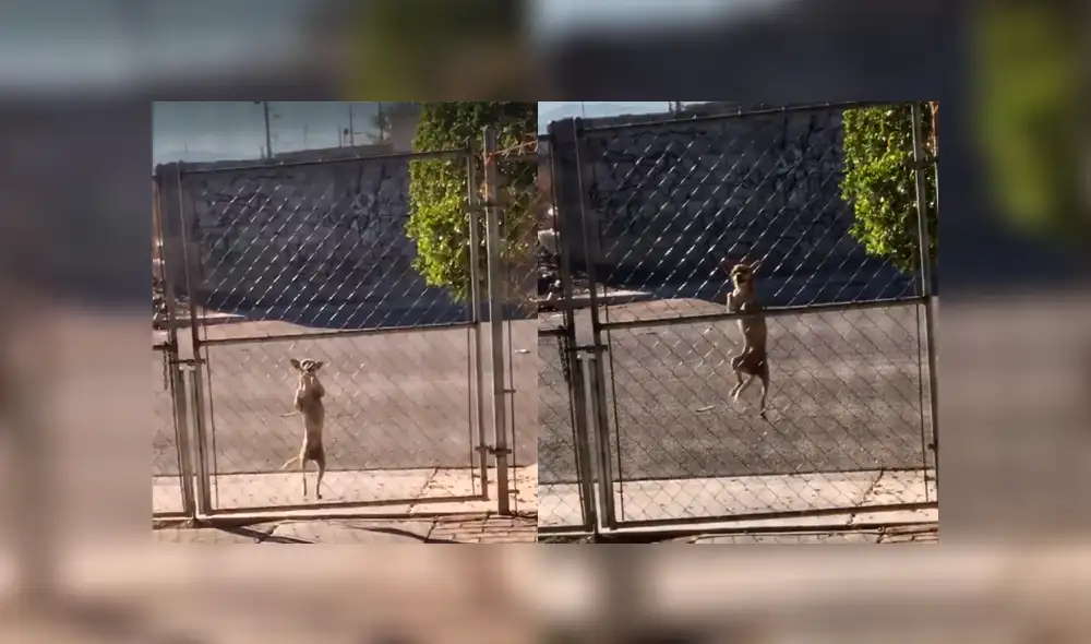 Desliza a la izquierda para ver esta hazaña que sorprendió a usuarios de Facebook. Foto: Captura. Desliza a la izquierda para ver esta hazaña que sorprendió a usuarios de Facebook. Foto: Captura.