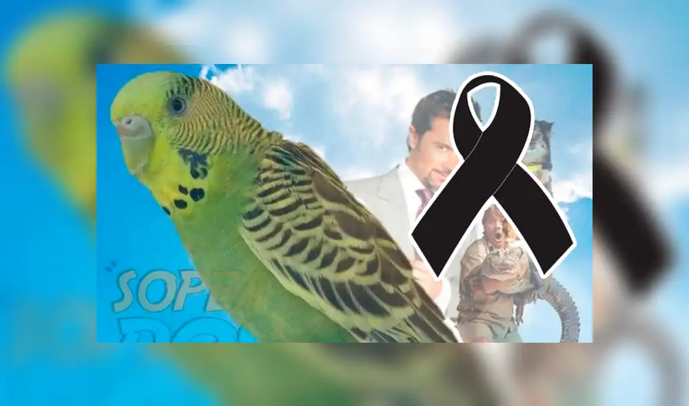 Facebook viral: Renato Barrera, dueño de 'Chimuelo', revela la razón por la que murió su periquito [VIDEO] 