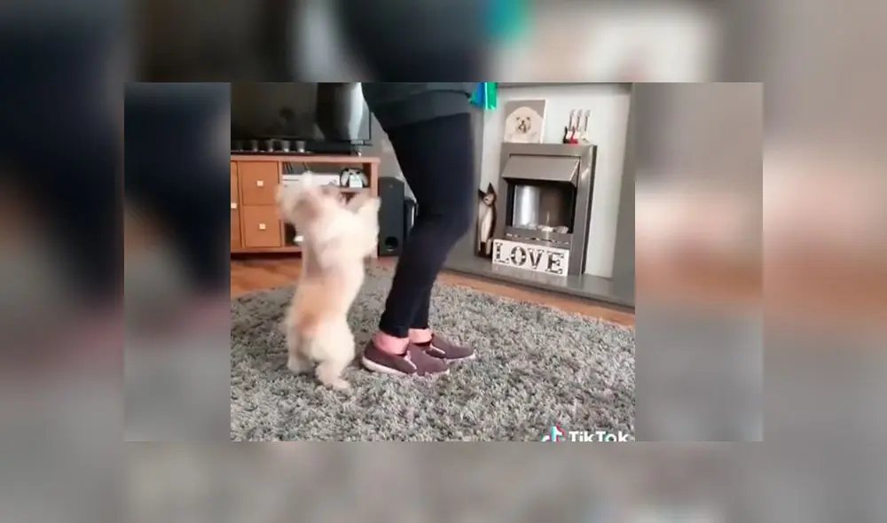 Desliza las imágenes para ver la curiosa escena que protagonizó un perro bebé con su dueña en pleno reto de baile. Foto: thetrickstarsuk Desliza las imágenes para ver la curiosa escena que protagonizó un perro bebé con su dueña en pleno reto de baile. Foto: thetrickstarsuk
