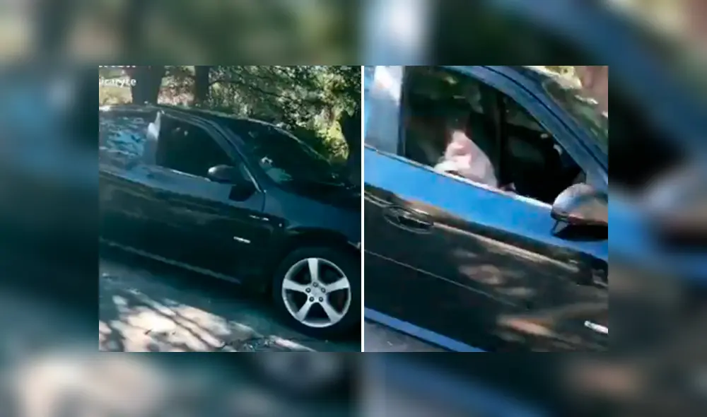 El joven jamás imaginó que en pocos minutos su auto sería invadido por varios de felinos. Foto: captura.