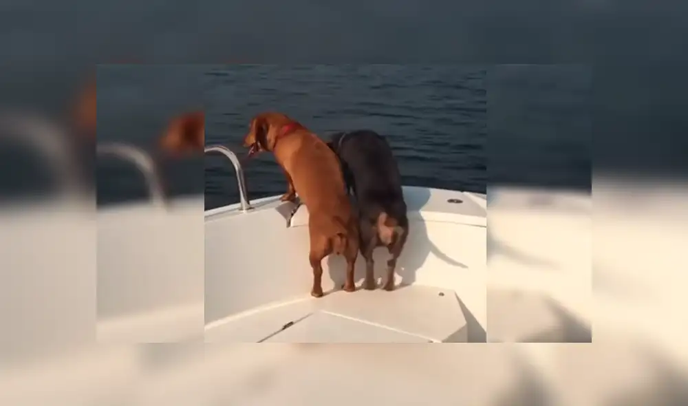 En Facebook, un perro movió sus patas de una manera peculiar tras dar un paseo en bote con sus dueños. En Facebook, un perro movió sus patas de una manera peculiar tras dar un paseo en bote con sus dueños.