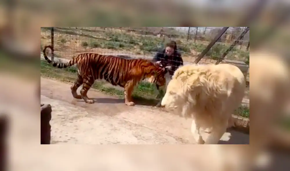 Facebook viral: Turista se acerca mucho a jaula de peligroso tigre y este reacciona así [VIDEO]
