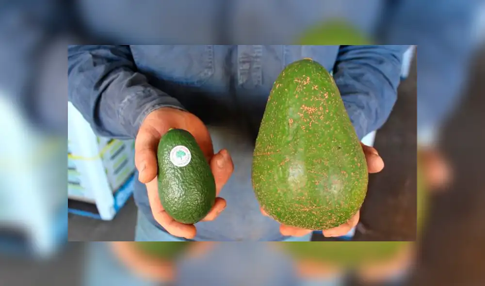 Conoce a 'Avozilla', la gigantesca palta que causa furor en Australia [FOTOS]