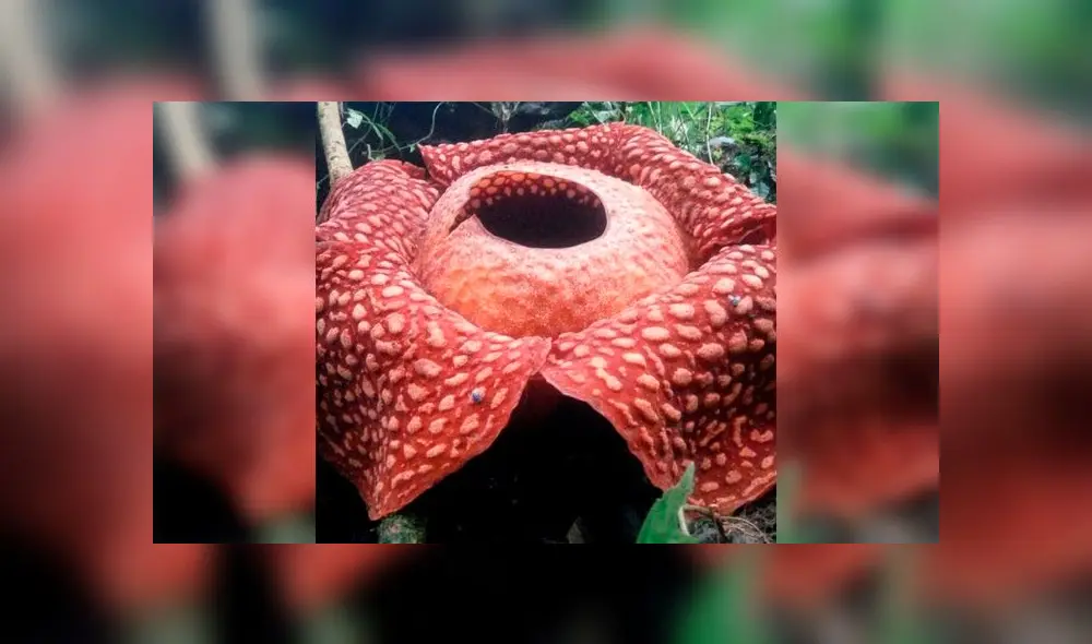 Desliza para ver la flor más grande del mundo. Foto: Captura