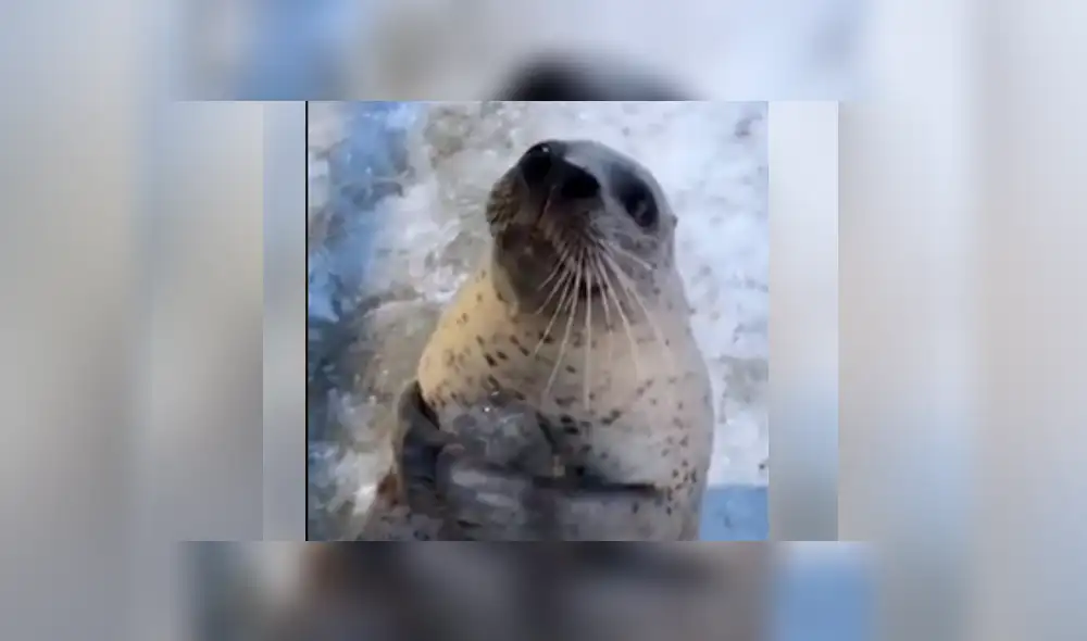 Facebook viral: le dan cubo de hielo a foca bebé y esta tiene increíble reacción [VIDEO]