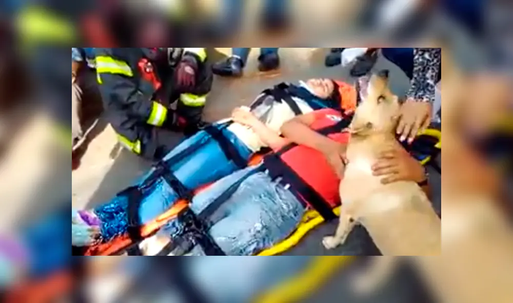 En YouTube, un perro demostró su lealtad al no querer desamparado su dueño, quien fue víctima de un accidente. En YouTube, un perro demostró su lealtad al no querer desamparado su dueño, quien fue víctima de un accidente.