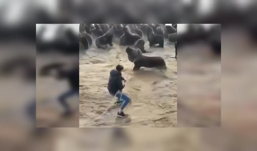 En YouTube, un joven acudió a una alejada playa y se percató del peligro que corría un indefenso lobo marino. En YouTube, un joven acudió a una alejada playa y se percató del peligro que corría un indefenso lobo marino.