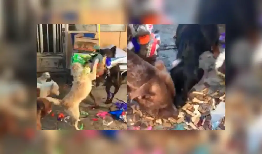 Facebook: perros de un albergue se divierten al romper una piñata llena de galletas Facebook: perros de un albergue se divierten al romper una piñata llena de galletas