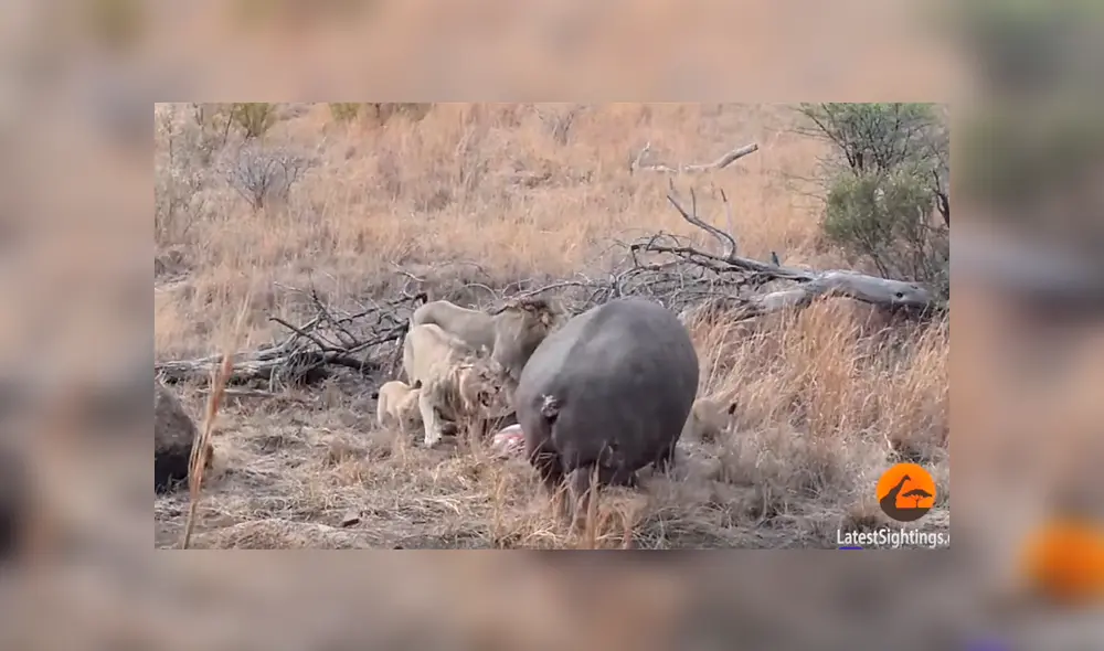 Un turista grabó en un video viral de YouTube el osado momento en que un enorme hipopótamo intentó quitarle su presa a una manada de leones, sin imaginar lo que pasaría.
