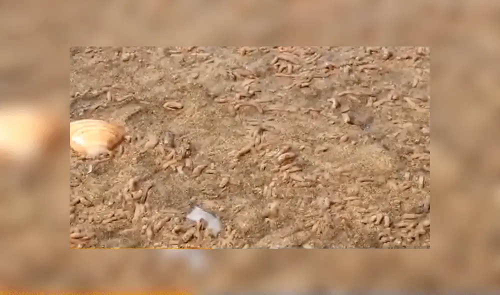 La gran cantidad de los animales sorprendió a más de uno. Foto: captura Clarín.