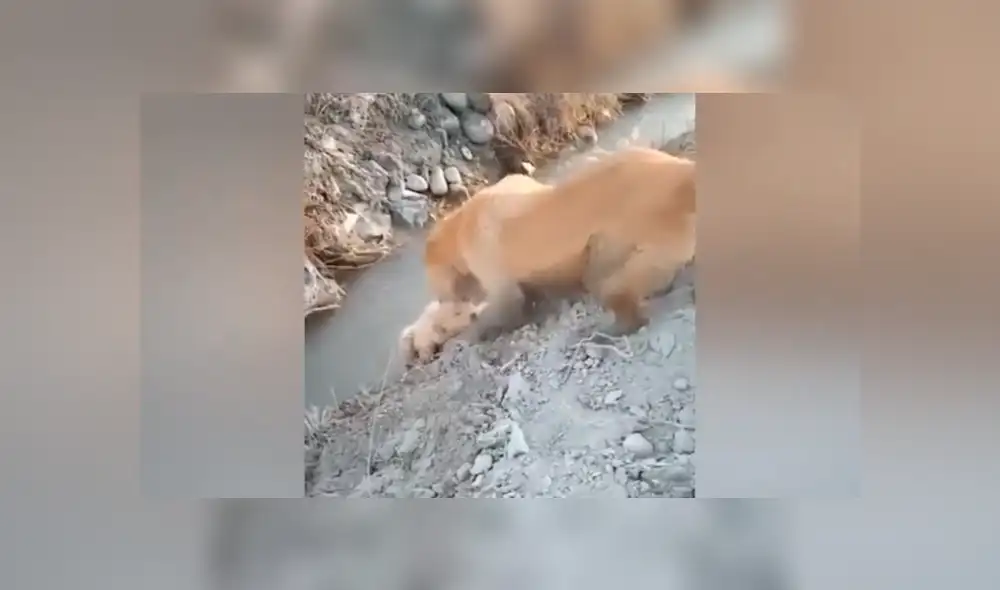 YouTube viral: perrito estaba a punto de caer, pero su mamá se arriesga para salvarlo [VIDEO]