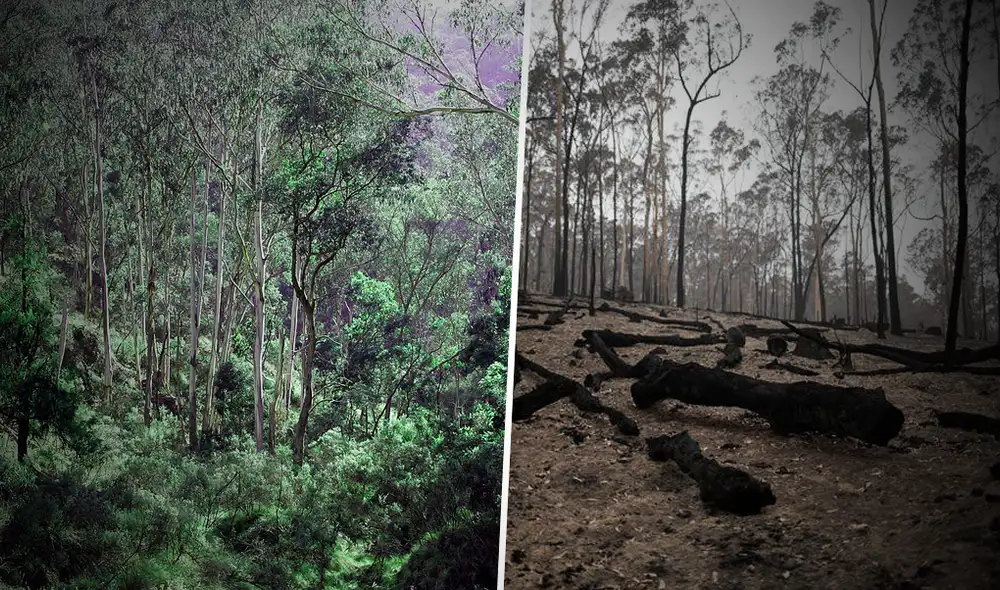Las autoridades ambientales australianas quedaron gratamente sorprendidas con la recuperación natural de las áreas forestales afectadas por múltiples incendios. (Foto: Composición)