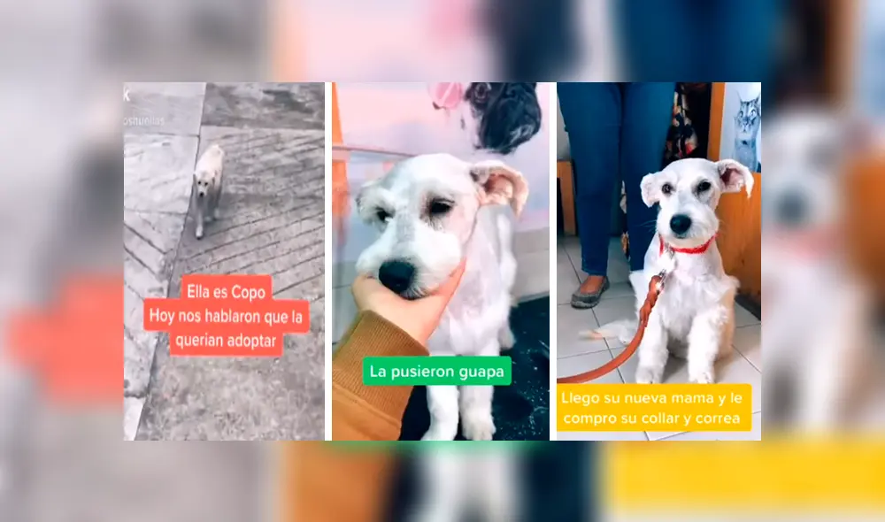 Desliza las imágenes para conocer la transformación de una perrita callejera que fue adoptada por una familia. Foto: Captura.