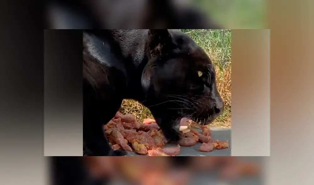 Desliza hacia la izquierda para ver la inesperada reacción de una pantera. Imágenes de Facebook.