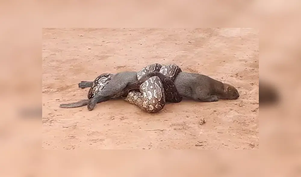 Desliza hacia la izquierda para ver el feroz ataque de una serpiente lampalagua a un puma. Escena viral de Facebook. Desliza hacia la izquierda para ver el feroz ataque de una serpiente lampalagua a un puma. Escena viral de Facebook.