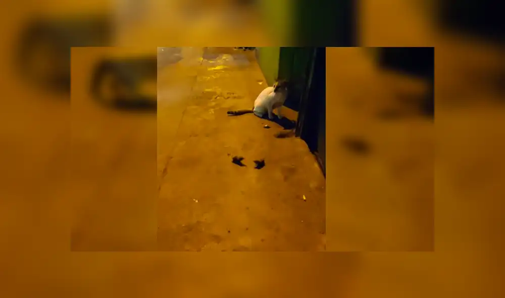 Youtube viral: Gato quiere atrapar a dos ratones, pero peculiar conducta de estos lo desconcierta [VIDEO]