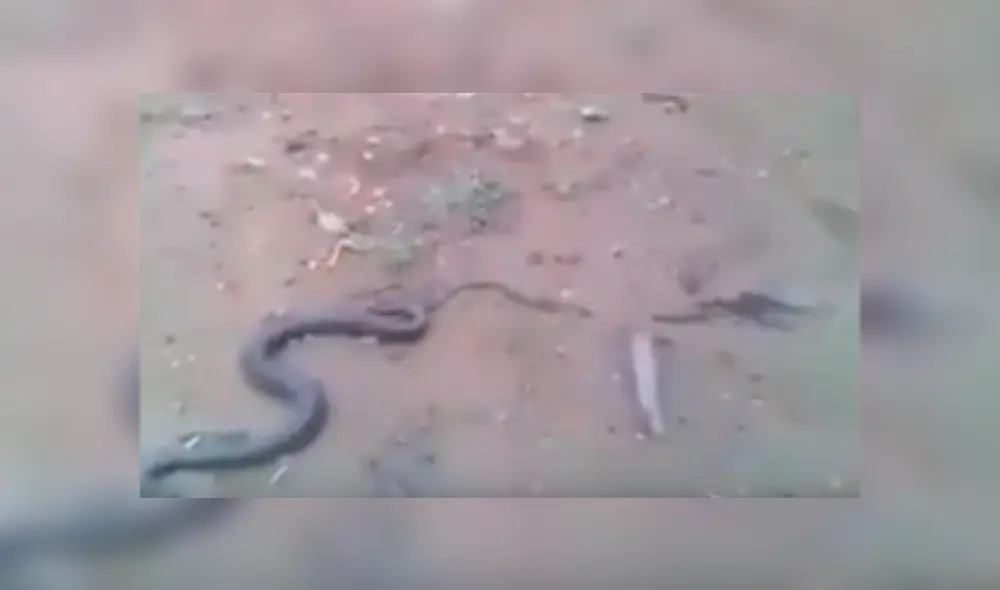 Voraz serpiente pare a sus crías y genera terror en usuarios de Facebook por el aspecto de los reptiles bebés. Voraz serpiente pare a sus crías y genera terror en usuarios de Facebook por el aspecto de los reptiles bebés.