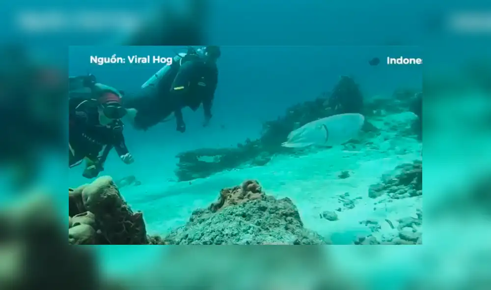 Buzos descubren extraña piedra en el mar, se asoman y criatura sufre sorprendente transformación [VIDEO] 