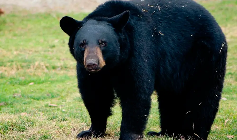 La familia fue socorrida por una patrulla que distrajo al plantígrado. Foto: difusión