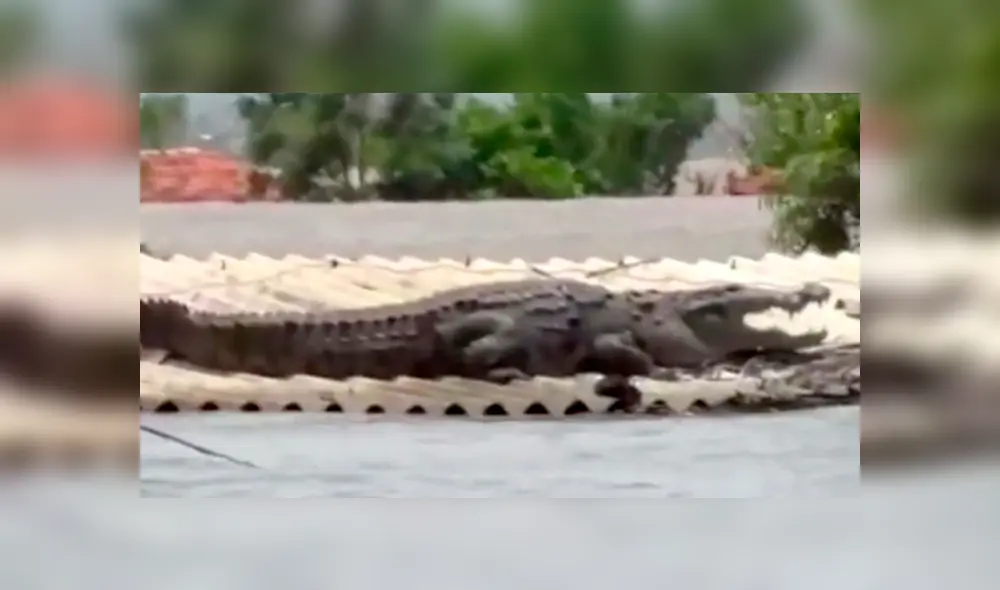 YouTube viral: abandona su casa por inundación, regresa y encuentra un feroz depredador en su techo [VIDEO] 